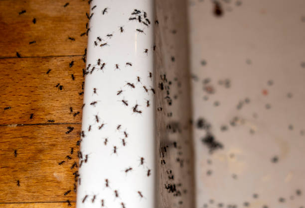 Best Wasp Removal Services  in Madison, IN